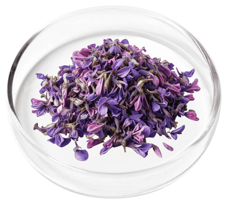 Corydalis — Nervovive Ingredient