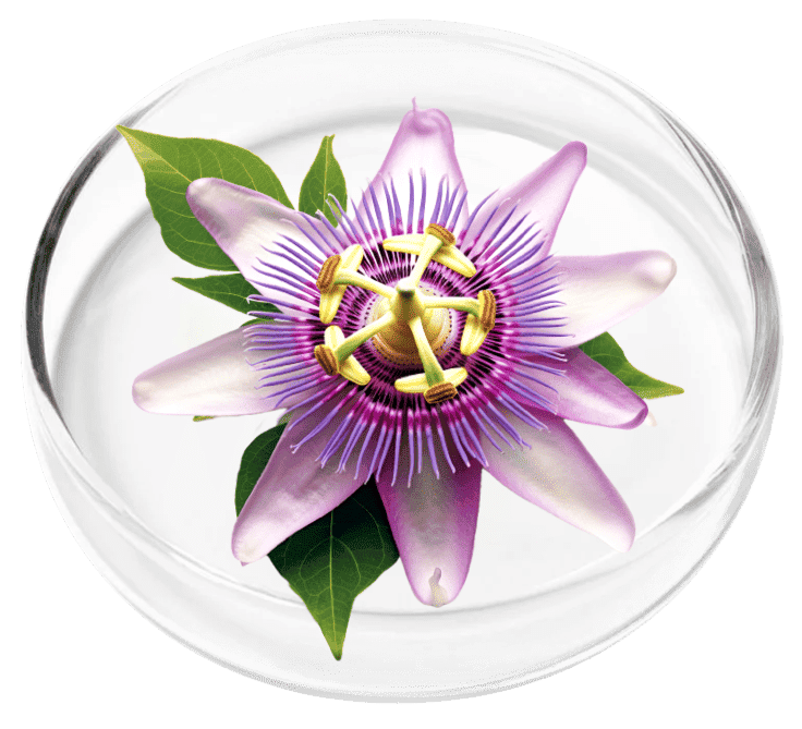 Passion Flower — Nervovive Ingredient