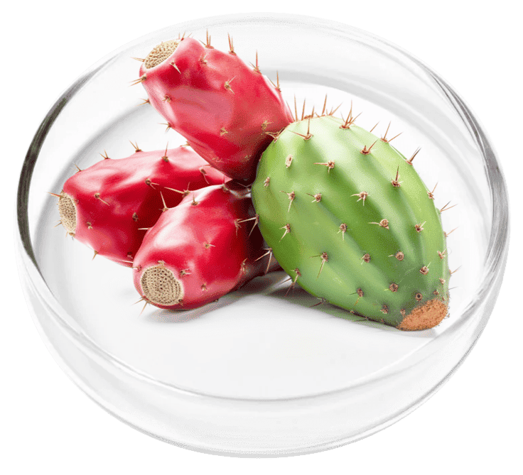 Prickly Pear — Nervovive Ingredient